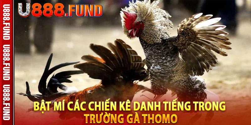 Bật mí các chiến kê danh tiếng trong trường gà Thomo